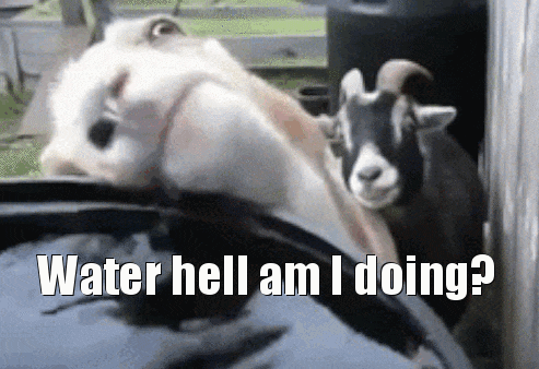 Water Hell Am I Doing Funny Goat Meme Gif