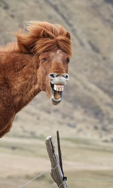Weird Laughing Face Donkey Funny Image