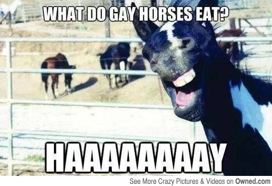 What Do Gay Horse Eat Funny Horse Meme Image