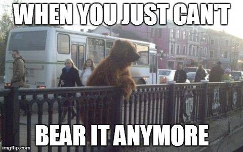 When You Just Can't Bear It Anyone Funny Bear Meme Picture