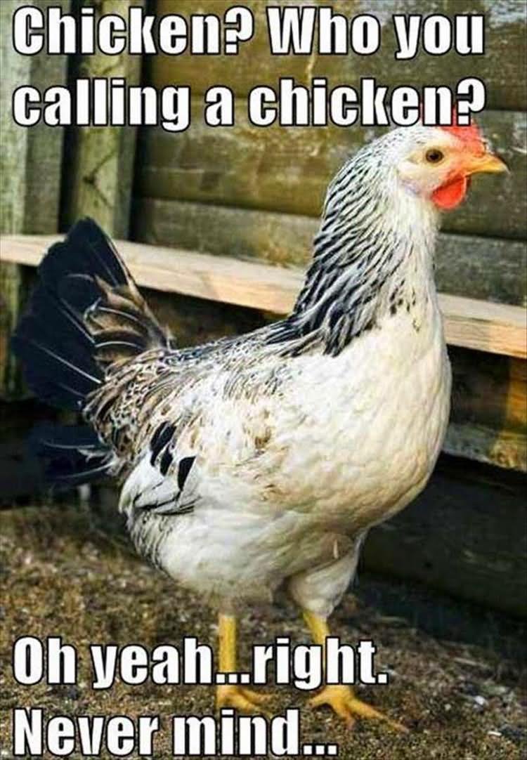 Who You Calling A Chicken Funny Meme Picture