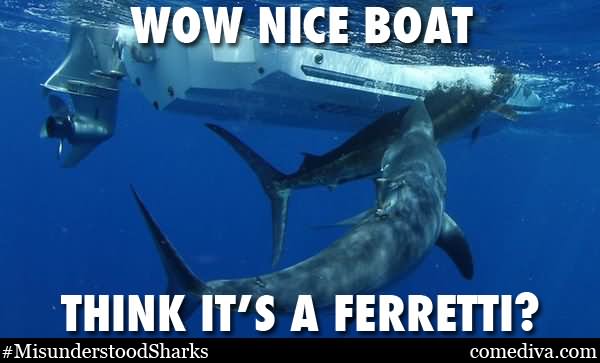 Wow Nice Boat Think It's Ferreti Funny Shark Image