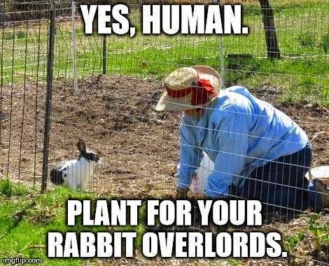 Yes Human Plant For Your Rabbit Overlords Funny Rabbit Meme Image