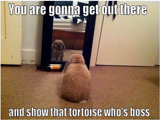 You Are Gonna Get Out There And Show That Tortoise Who's Boss Funny Rabbit Meme Image