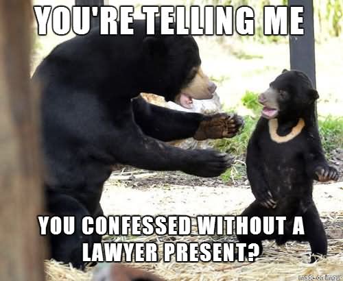 You Are Telling Me You Confessed Without A Lawyer Present Funny Bear Meme Photo For Facebook