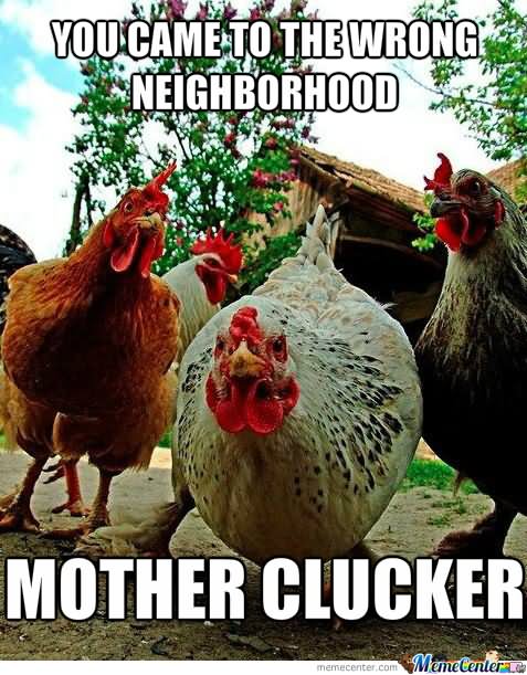 You Came To The Wrong Neighborhood Funny Chicken Meme Picture