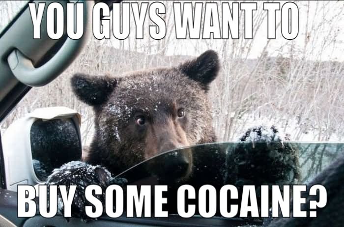 You Guys Want To Buy some Cocaine Funny Bear Meme Picture For Facebook