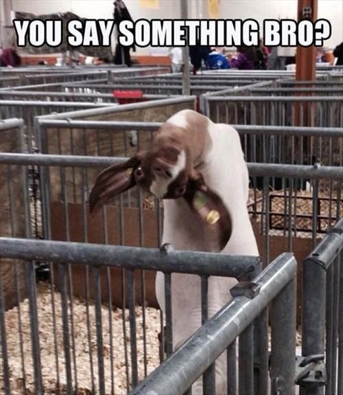 You Say something Bro Funny Goat Meme Image
