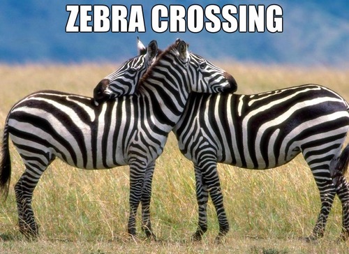 Zebra Crossing Funny Meme Photo For Facebook