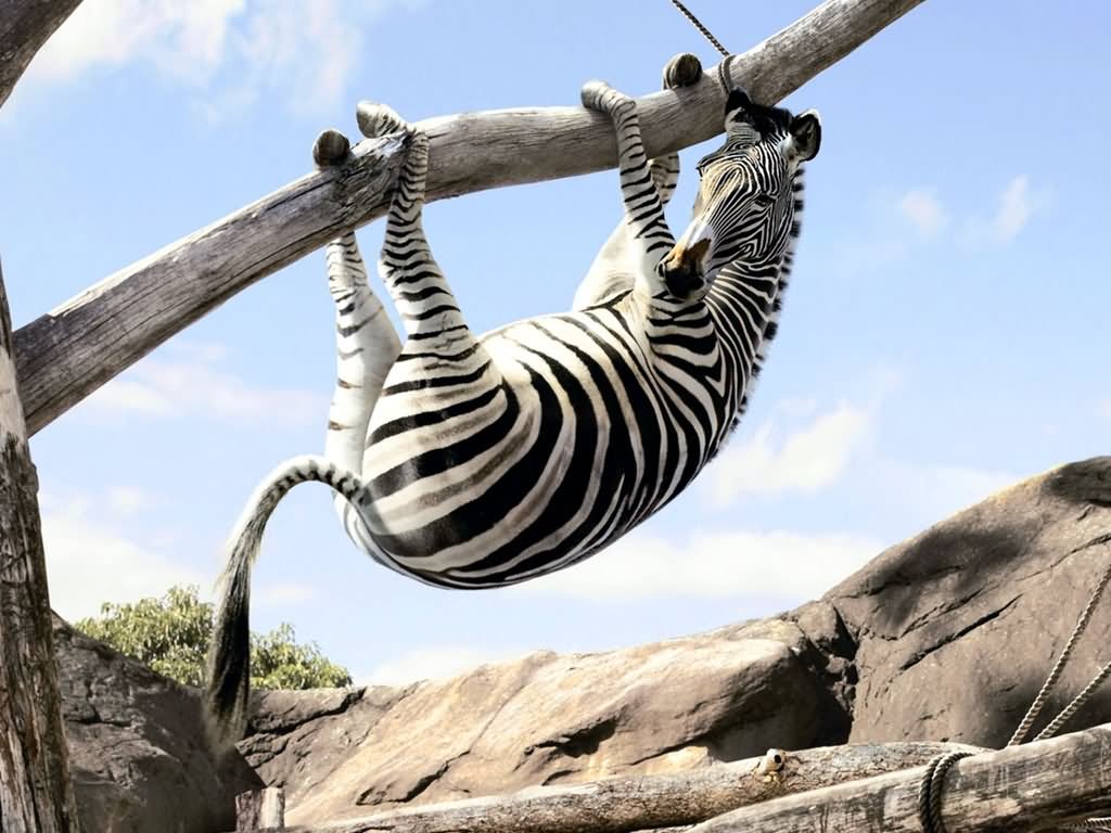 Zebra Hanging With Tree Funny Face Picture