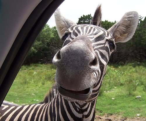 Zebra Looking Inside Car With Sad Face Funny Picture