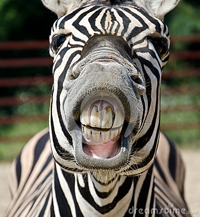 Zebra Showing Teeth Funny Image