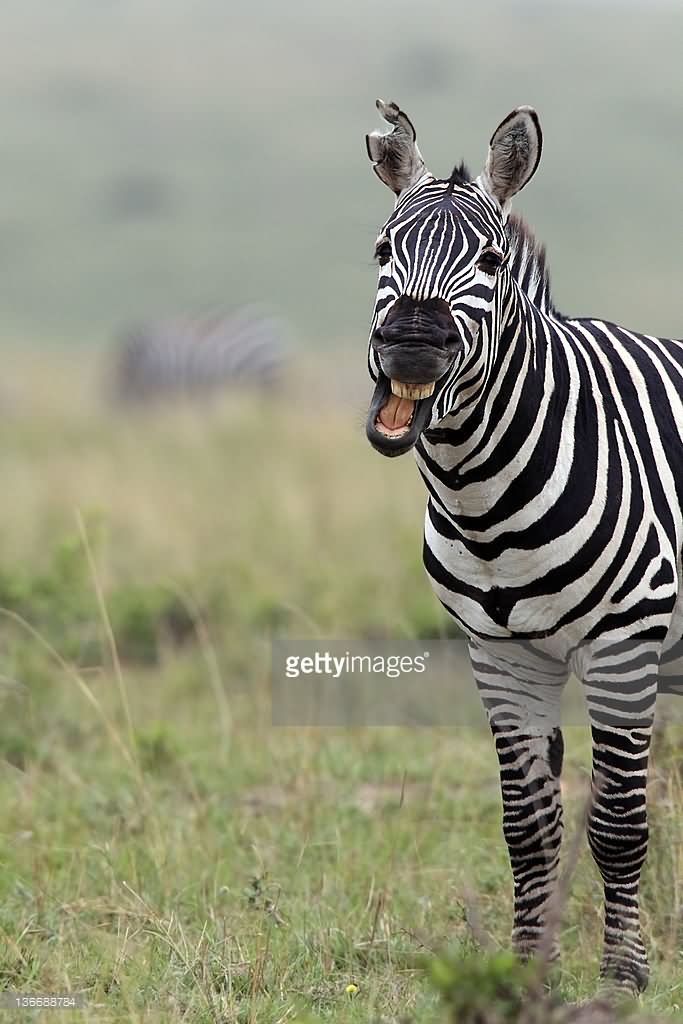 Zebra With Smiling Face Funny Picture