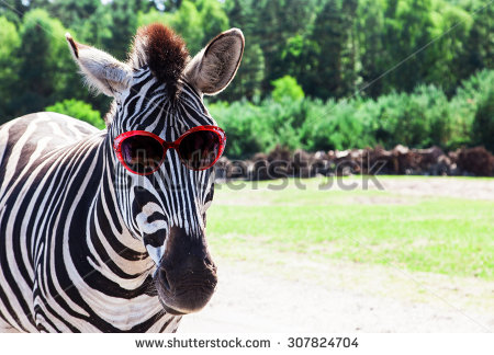 Zebra With Sunglasses Funny Face Image