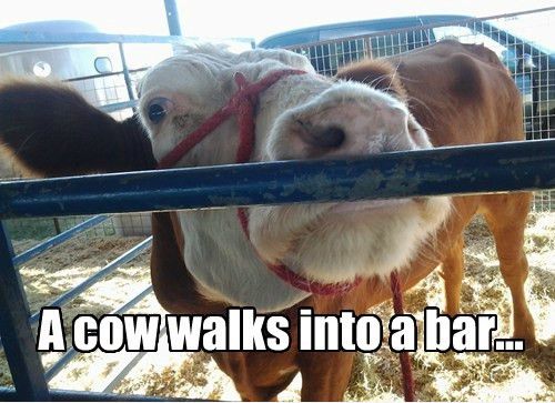 A Cow Walks Into A Bar Funny Meme Picture