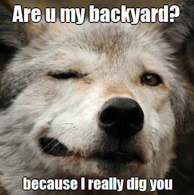 Are You My Backyard Because I Really Dig You Funny Wolf Meme Picture