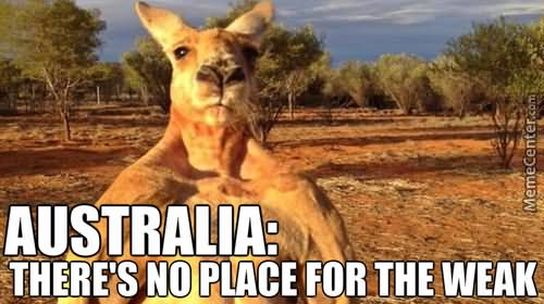 Australia There's No Place For The Weak Funny Kangaroo Meme Picture