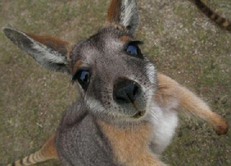 Baby Kangaroo Funny Face Picture