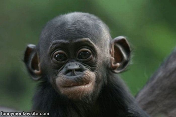 Baby Monkey Funny Face Photo