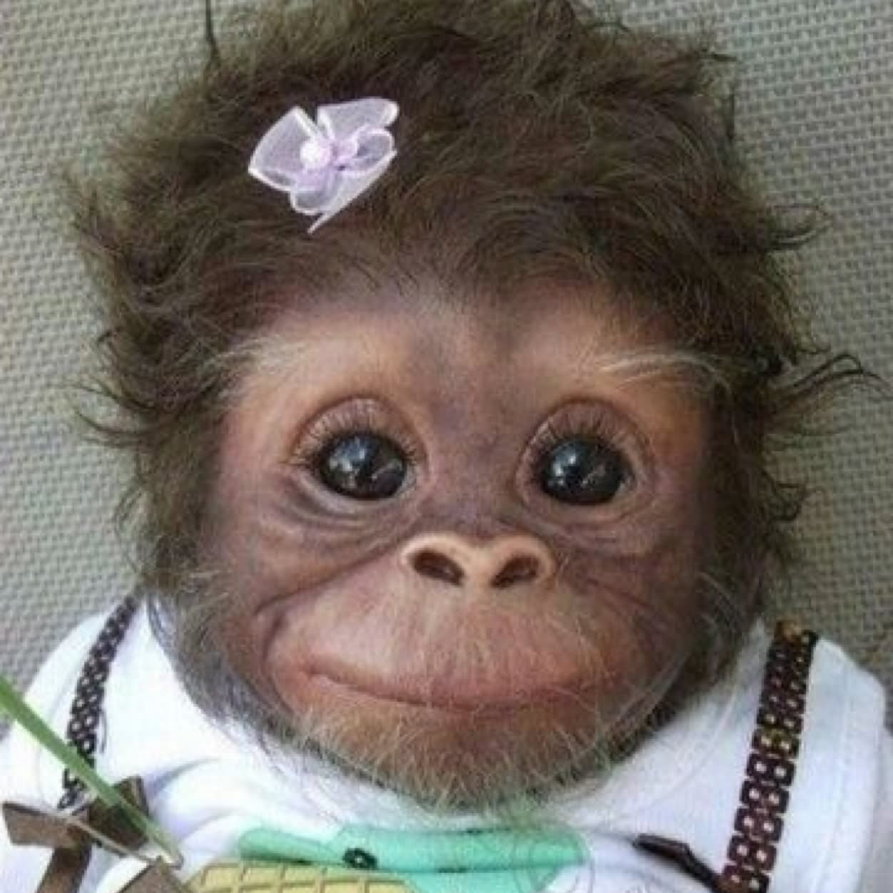 Baby Monkey Sad Face Funny Picture