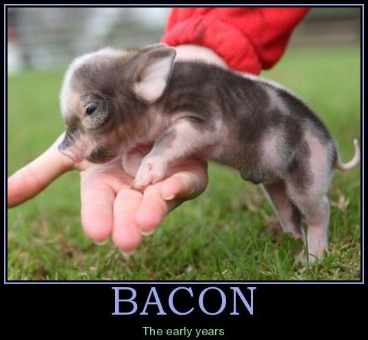 Bacon The Early Years Funny Pig Meme Picture
