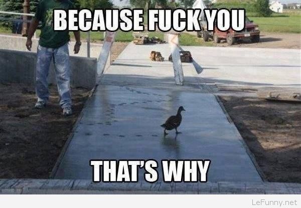 Because Fuck You That's Why Funny Duck Meme Picture