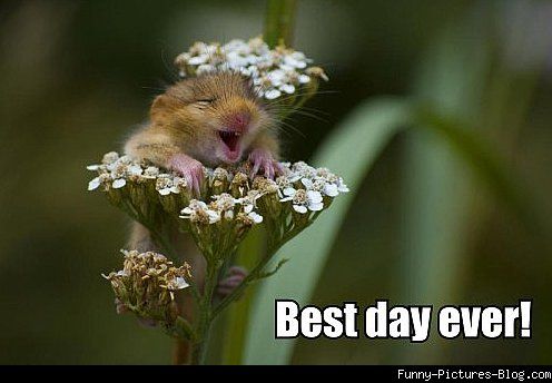 Best Day Ever Funny Flower Meme Picture