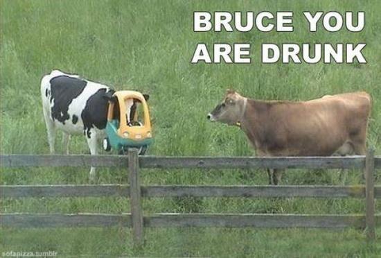 Bruce You Are Drunk Funny Cow Meme Picture For Facebook