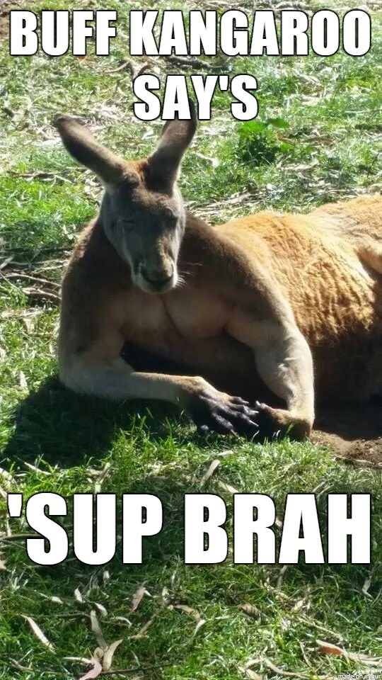 Buff Kangaroo Say's Sup Brah Funny Meme Image