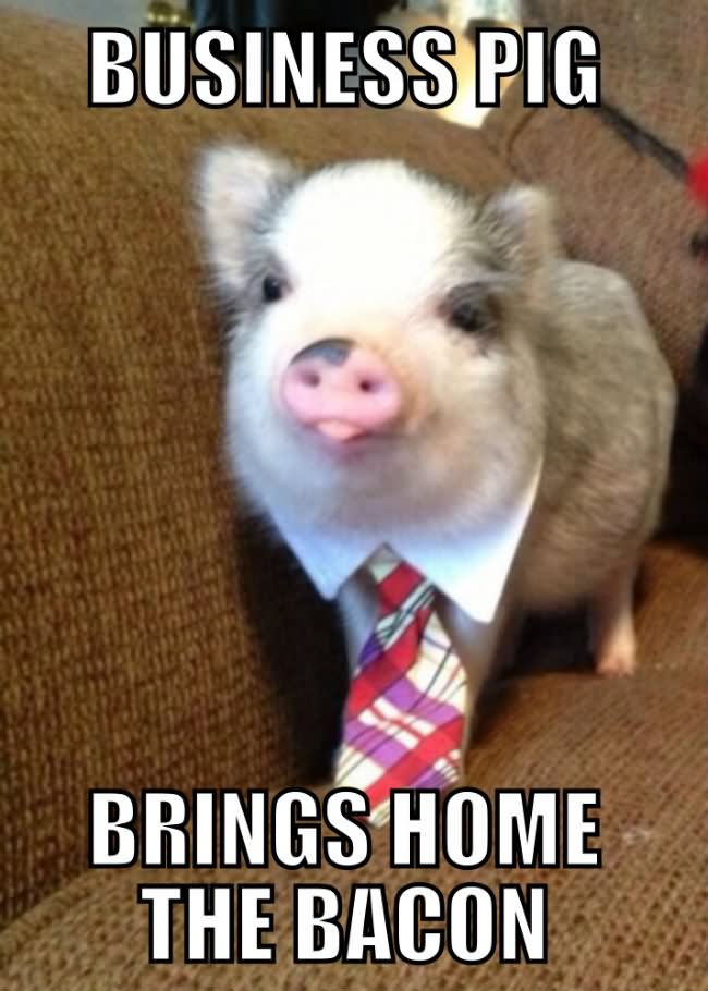 Business Pig Brings Home The Bacon Funny Meme Picture