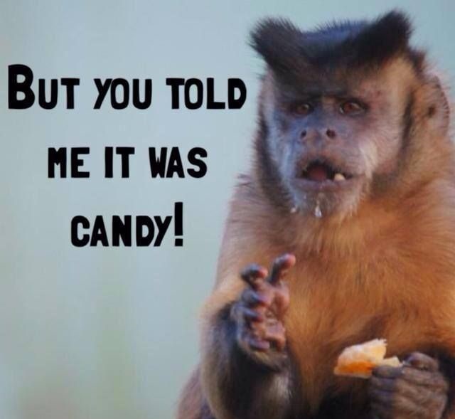 But You Told Me It Was Candy Funny Monkey Meme Photo