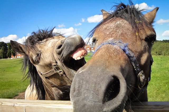 Couple Horse Funny Face Picture