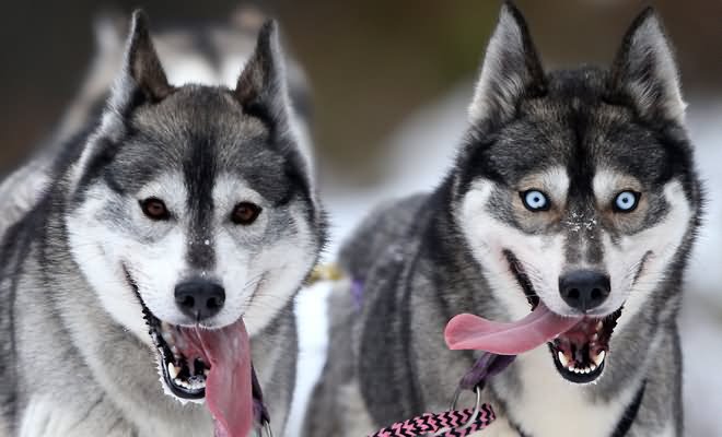 Couple Wolf Funny Laughing Face Picture