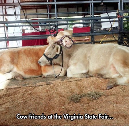 Cow Friends At The Virginia State Fair Funny Meme Image