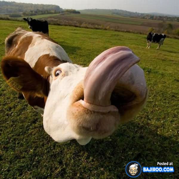 Cow Making Funny Face