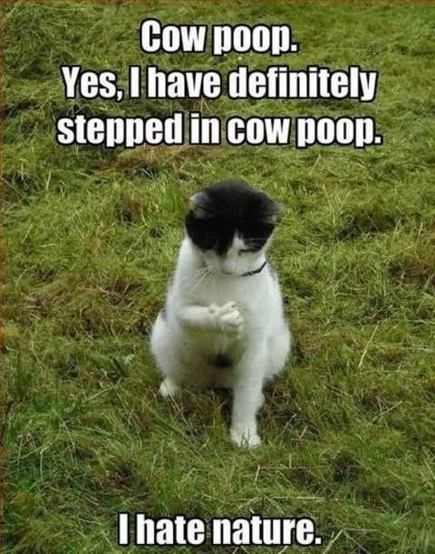 Cow Poop Yes I Have Definitely Stepped In Cow Poop Funny Meme Image