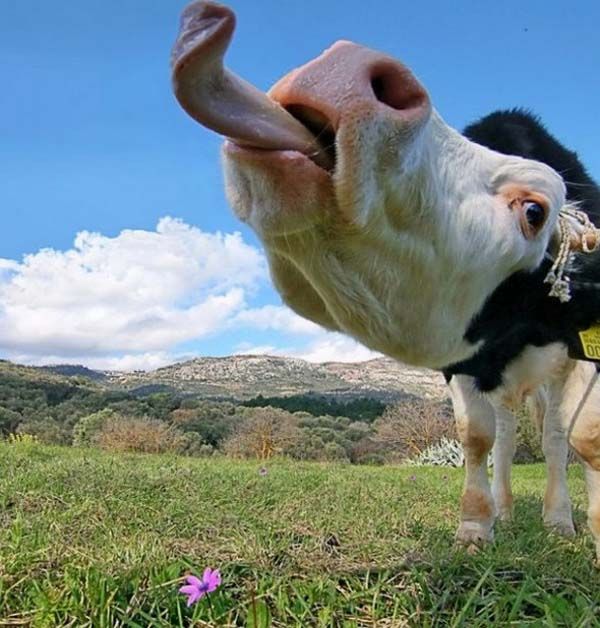 Cow Showing Tongue Very Closeup Face Funny Image