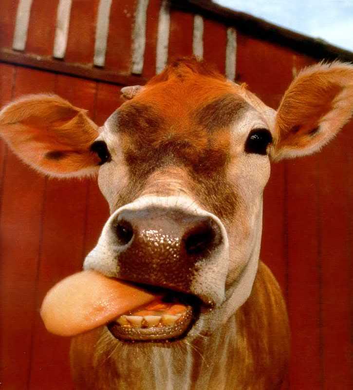 Cow Tongue Out Face Funny Image