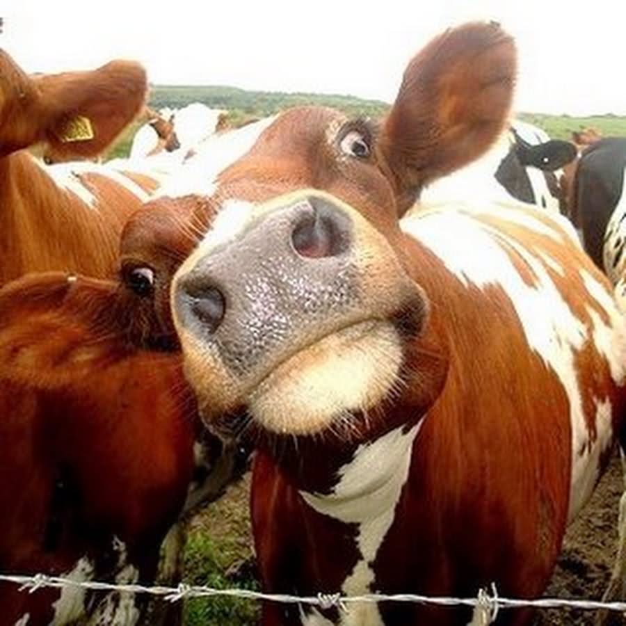 Cow Weird Looking Face Funny Image