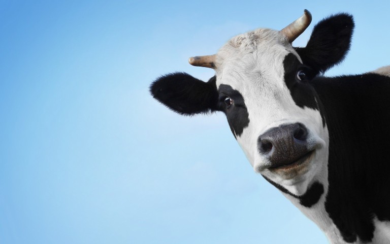 Cow With Closeup Face Funny Wallpaper