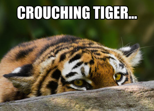Crouching Tiger Funny Meme Picture