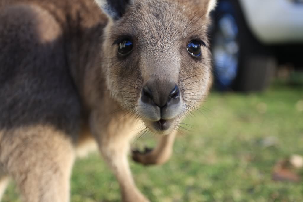 Cute Baby Kangaroo Funny Face Image