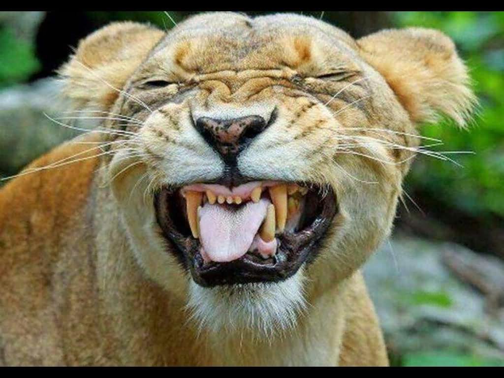 Cute Lion Showing Tongue Face Funny Image