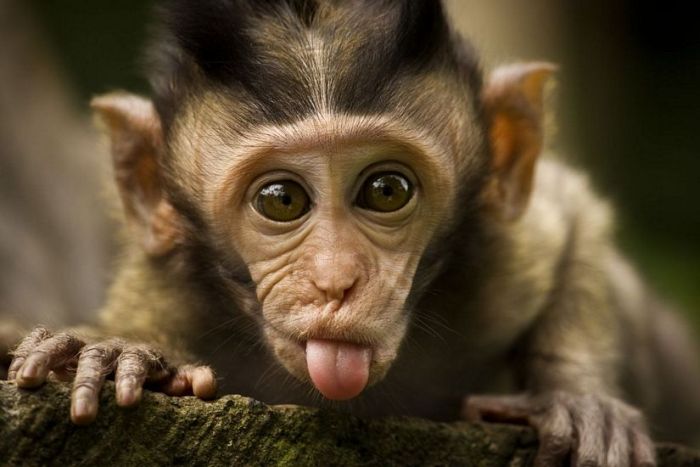 Cute Monkey Showing Tongue Funny Face Photo
