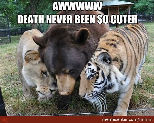 Death Never Been So Cuter Funny Lion Meme Picture