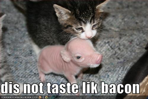 Dis Not Taste Lik Bacon Funny Pig Meme Image