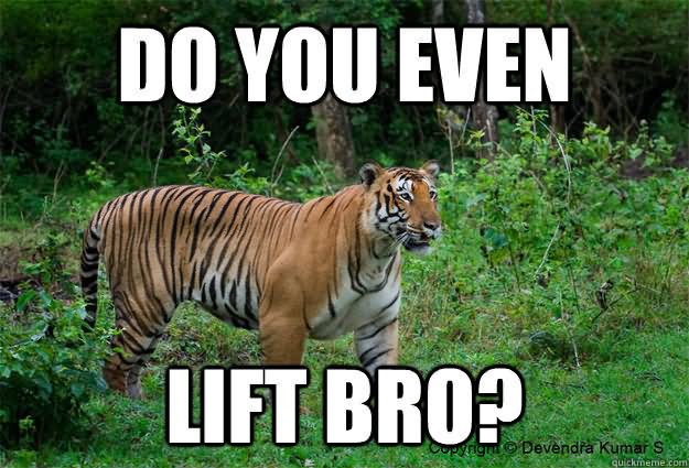 Do You Even Lift Bro Funny Tiger Meme Image