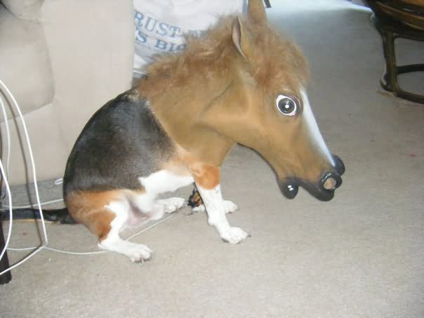 Dog With Horse Mask Funny Picture For Whatsapp