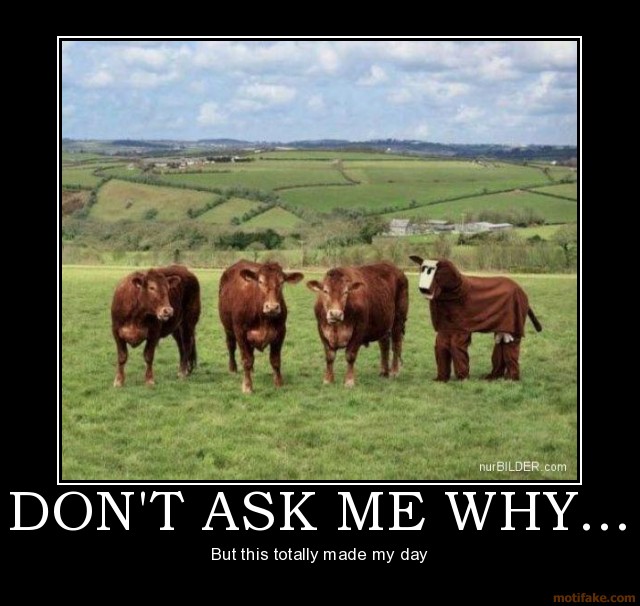 Don't Ask Me Why But This Totally Made My Day Funny Cow Meme Poster