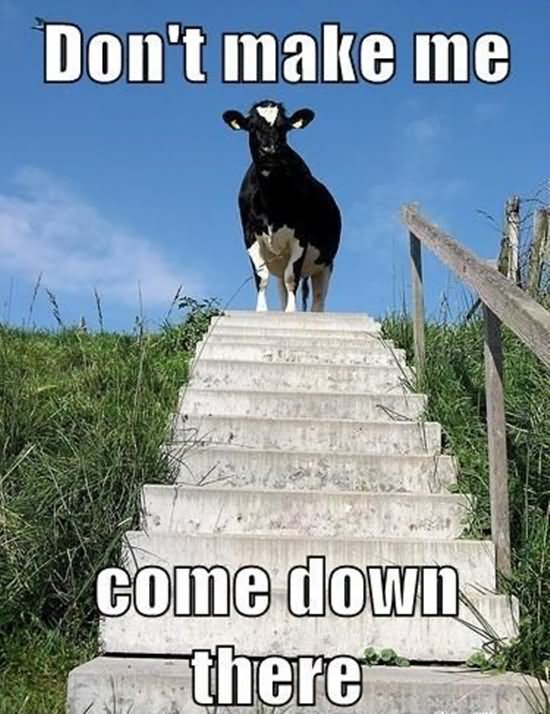 Don't Make Me Come Down There Funny Cow Meme Image